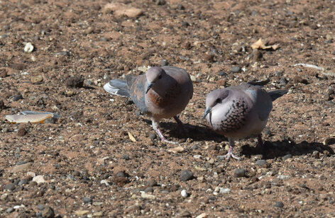 Tourterelle maillée - Spilopelia senegalensis - Laughing Dove (a1) (8).jpg
