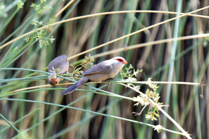 Astrild ondulé - Estrilda astrild - Common Waxbill (69).jpg
