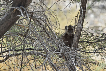 Babouin chacma - Chacma Baboon - Papio hamadryas ursinus (3).jpg
