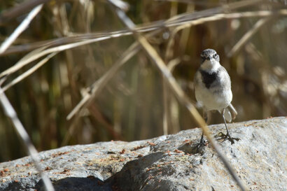 Bergeronnette du Cap - Motacilla capensis - Cape Wagtail (6).jpg