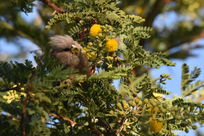 Coliou à dos blanc - Colius colius - White-backed Mousebird (14).jpg