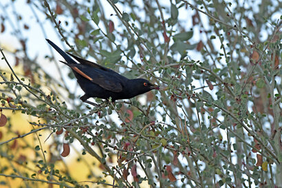 Rufipenne nabouroup - Onychognathus nabouroup - Pale-winged Starling (18).jpg