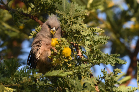 Coliou à dos blanc - Colius colius - White-backed Mousebird (26).jpg