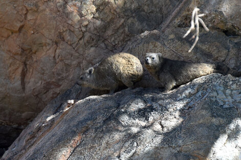 Daman des  rochers - Rock Dassie (Rock Hyrax) - Procavia capensis (28).jpg