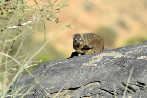 Daman des  rochers - Rock Dassie (Rock Hyrax) - Procavia capensis (b1) (31).jpg