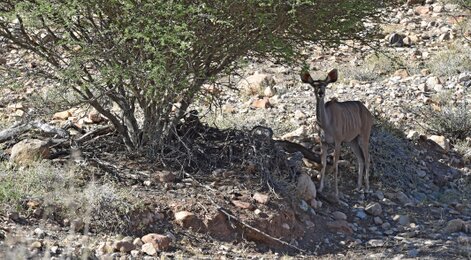 Grand Koudou - Greater Kudu - Tragelaphus strepsiceros (16).jpg