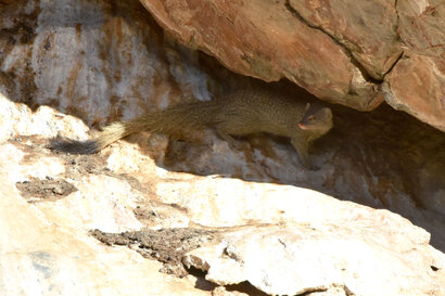 Mangouste rouge - Slender Mongoose - Galerella sanguinea (18).jpg
