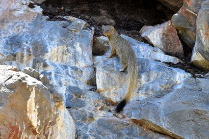 Mangouste rouge - Slender Mongoose - Galerella sanguinea (b1) (5).jpg