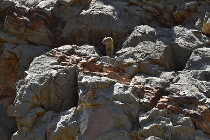Mangouste rouge - Slender Mongoose - Galerella sanguinea (b1) (72).jpg