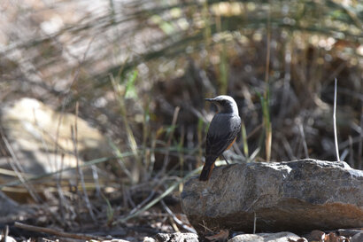 Monticole à doigts courts - Monticola brevipes - Short-toed Rock Thrush (a1) (2).jpg