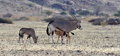 Oryx gazelle (Gemsbok) - Gemsbok - Oryx gazella (16).jpg