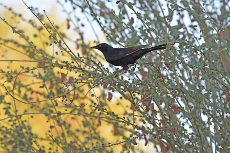 Rufipenne nabouroup - Onychognathus nabouroup - Pale-winged Starling (8).jpg