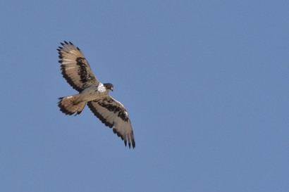 Aigle fascié - Aquila spilogaster - African Hawk-Eagle (3) - Copie.JPG