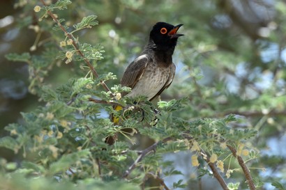 Bulbul brunoir - Pycnonotus nigricans - African Red-eyed Bulbul (5).JPG
