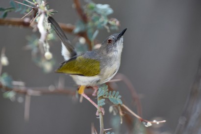 Camaroptère à dos gris - Camaroptera brevicaudata - Grey-backe ( (7).JPG