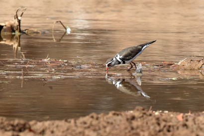 Gravelot à triple collier - Charadrius tricollaris - Three-banded ( (19).JPG