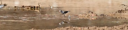 Gravelot à triple collier - Charadrius tricollaris - Three-banded ( (22).JPG