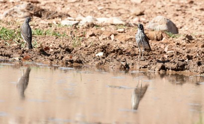 Merle litsitsirupa - Turdus litsitsirupa - Groundscraper (1).JPG