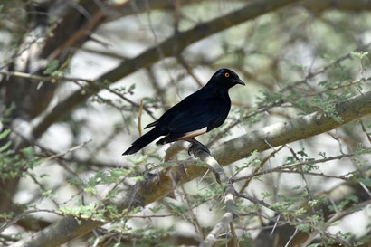 Rufipenne nabouroup -Onychognathus nabouroup - Pale-winged Starling (1).JPG