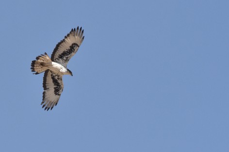 Aigle fascié - Aquila spilogaster - African Hawk-Eagle (4).JPG