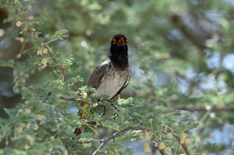 Bulbul brunoir - Pycnonotus nigricans - African Red-eyed Bulbul (4).JPG