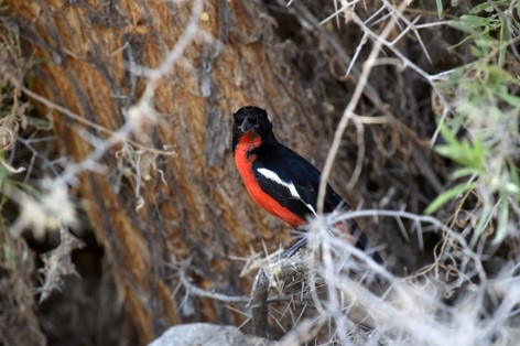 Gonolek rouge et noir - Laniarius atrococcineus - Crimson-breast ( (5).JPG