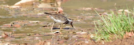 Gravelot à triple collier - Charadrius tricollaris - Three-banded ( (3).JPG