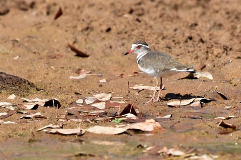 Gravelot à triple collier - Charadrius tricollaris - Three-banded ( (5).JPG