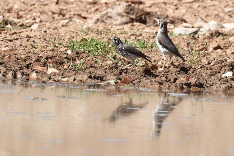Merle litsitsirupa - Turdus litsitsirupa - Groundscraper (7).JPG