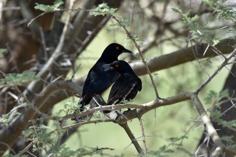 Rufipenne nabouroup -Onychognathus nabouroup - Pale-winged Starling (3).JPG