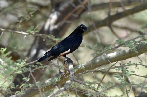 Rufipenne nabouroup -Onychognathus nabouroup - Pale-winged Starling (4).JPG