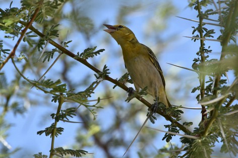 Tisserin intermédiaire - Ploceus intermedius - Lesser Masked Weaver (10).JPG