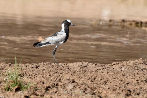 Vanneau armé - Vanellus armatus - Blacksmith Lapwing (6).JPG