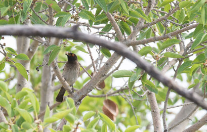 Bulbul brunoir - Pycnonotus nigricans - African Red-eyed Bulbul (75).jpg