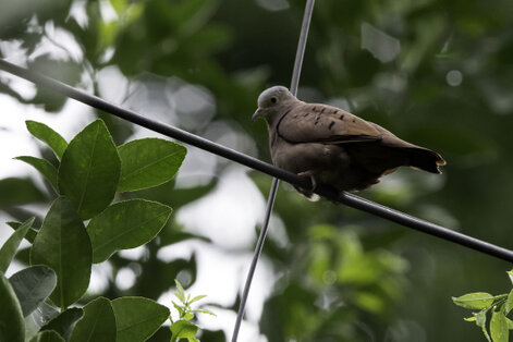 Colombe rousse - Columbina talpacoti - Ruddy Ground Dove (9).jpg