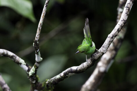 Guit-guit émeraude - Chlorophanes spiza - Green Honeycreeper (39).jpg