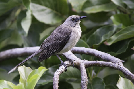 Moqueur des savanes - Mimus gilvus - Tropical Mockingbird (2).jpg