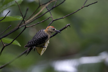 Pic à couronne rouge - Melanerpes rubricapillus - Red-crowned Woodpecker (560).jpg