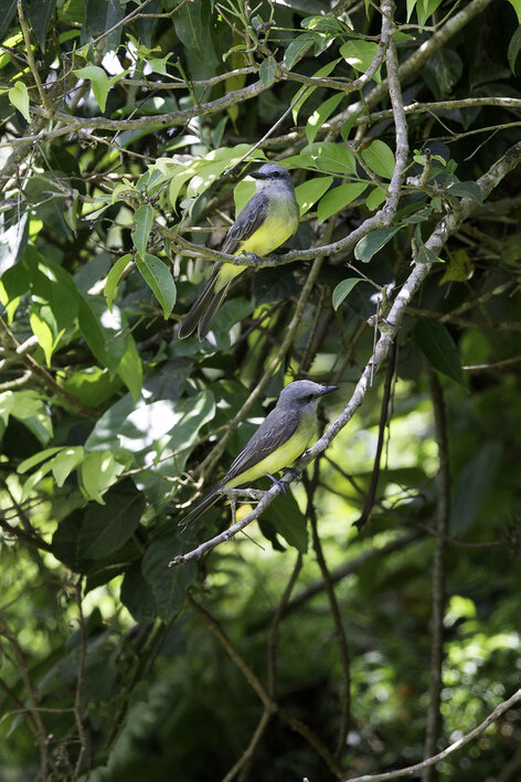 Tyran mélancolique - Tyrannus melancholicus - Tropical Kingbird (43).jpg