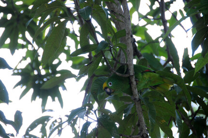 Amazone à front jaune  Amazona ochrocephala Yellow-crowned Amazon (25).jpg