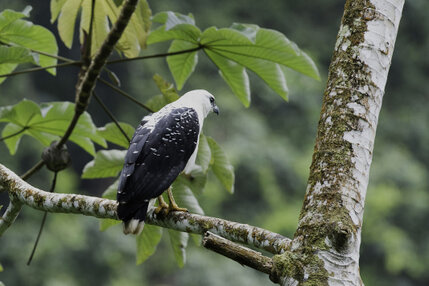 Buse blanche - Pseudastur albicollis - White Hawk (2).jpg