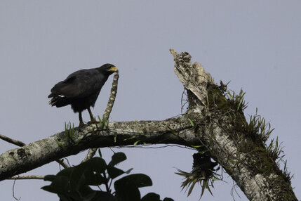 Buse noire - Buteogallus anthracinus - Common Black Hawk (1).jpg