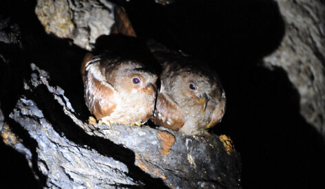 Guacharo des cavernes - Steatornis caripensis - Oilbird (6).jpg
