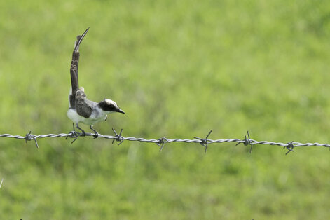 Tyran des savanes - Tyrannus savana - Fork-tailed Flycatcher (40).jpg