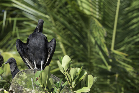 Urubu noir - Coragyps atratus - Black Vulture (177).jpg