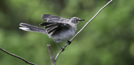 Moqueur des savanes - Mimus gilvus - Tropical Mockingbird (82).jpg