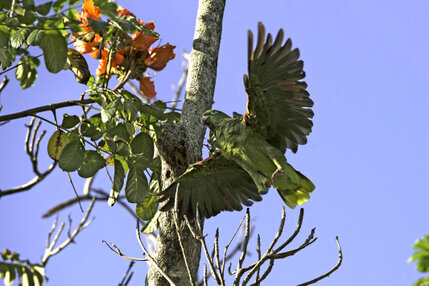 Amazone à front jaune  Amazona ochrocephala Yellow-crowned Amazon (17).jpg