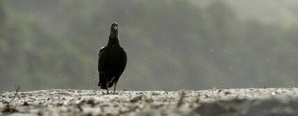 Urubu noir - Coragyps atratus - Black Vulture (38).jpg