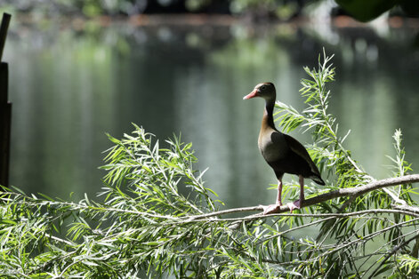 Dendrocygne à ventre noir - Dendrocygna autumnalis - Black-bellied Whistling Duck (10).jpg