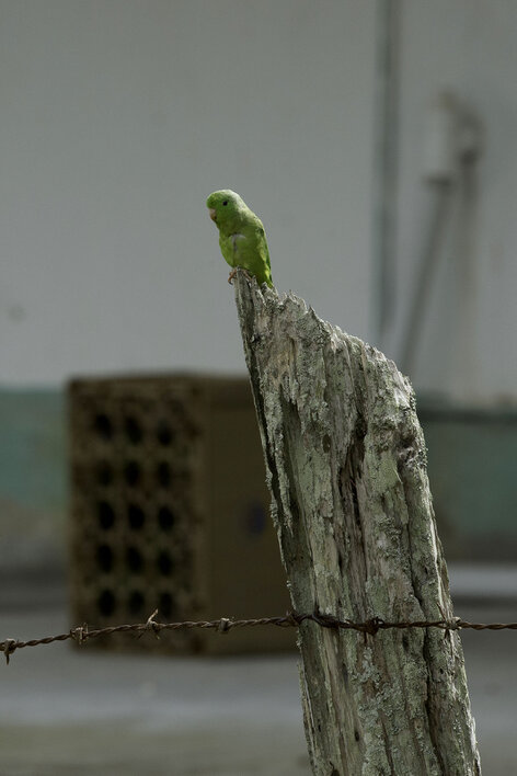 Toui été - Forpus passerinus - Green-rumped Parrotlet (30).jpg